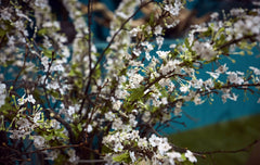 Fiore di Biancospino: fiori artificiali di alta qualità - 214224,10