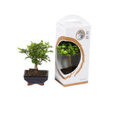 Bomboniere green: Bonsai varietà assortite in gift box - Misto-bonsai-in-giftbox