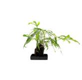 Felce Diversifolium su roccia vulcanica - Lova-Diversifolium