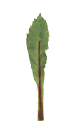 Foglia Asplenium finta: piante artificiali di qualità - 93057