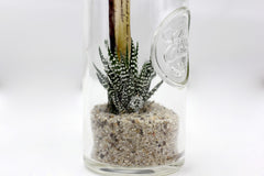 Bomboniere green: Mix piantine grasse in barattolo di vetro - GRASS & GLASS JAR