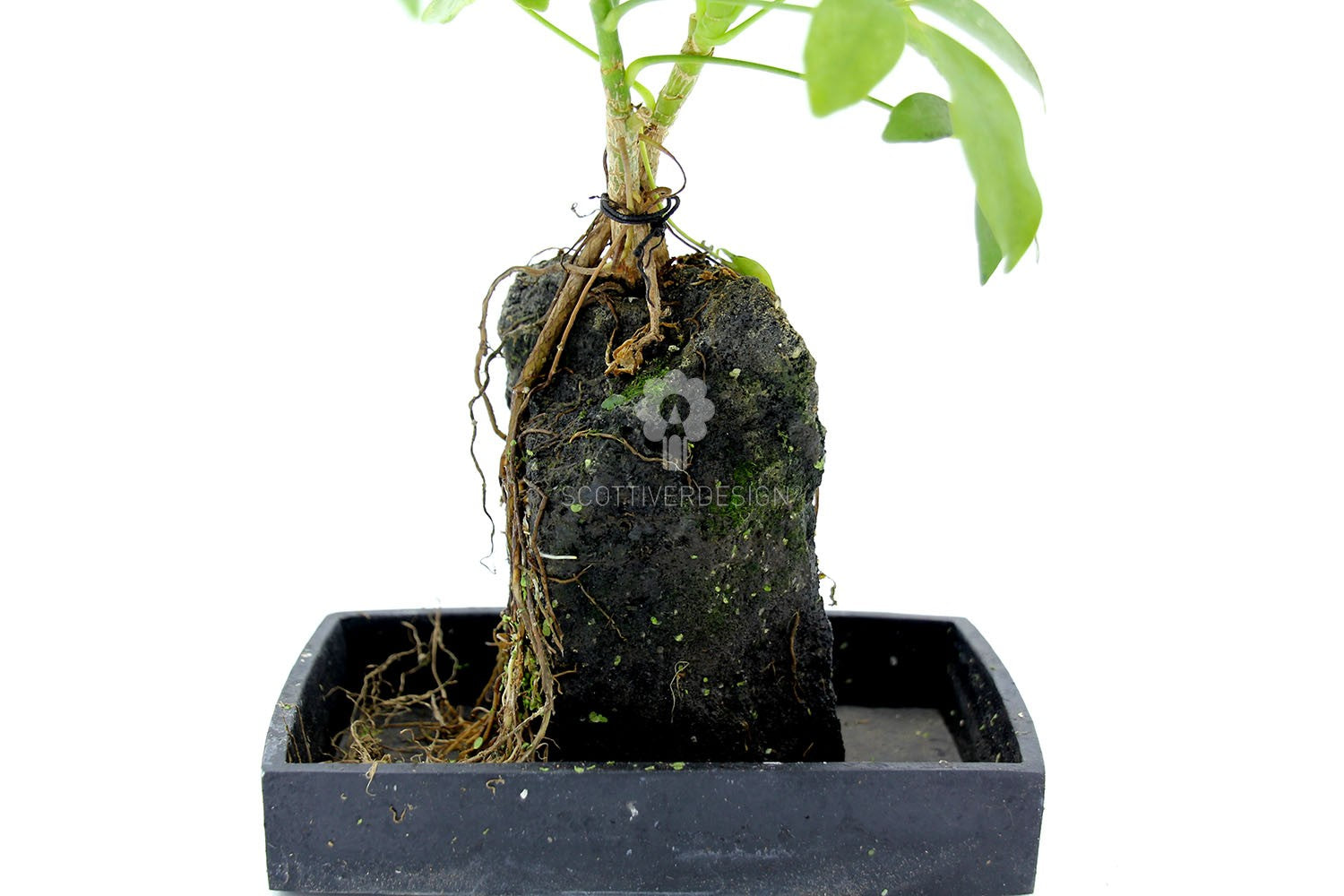 Schefflera su roccia vulcanica - Lova-Schefflera