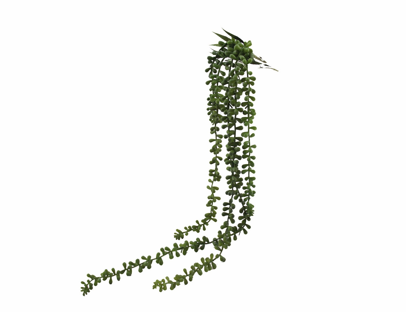 Senecio: piante artificiali di qualità - 231413,71