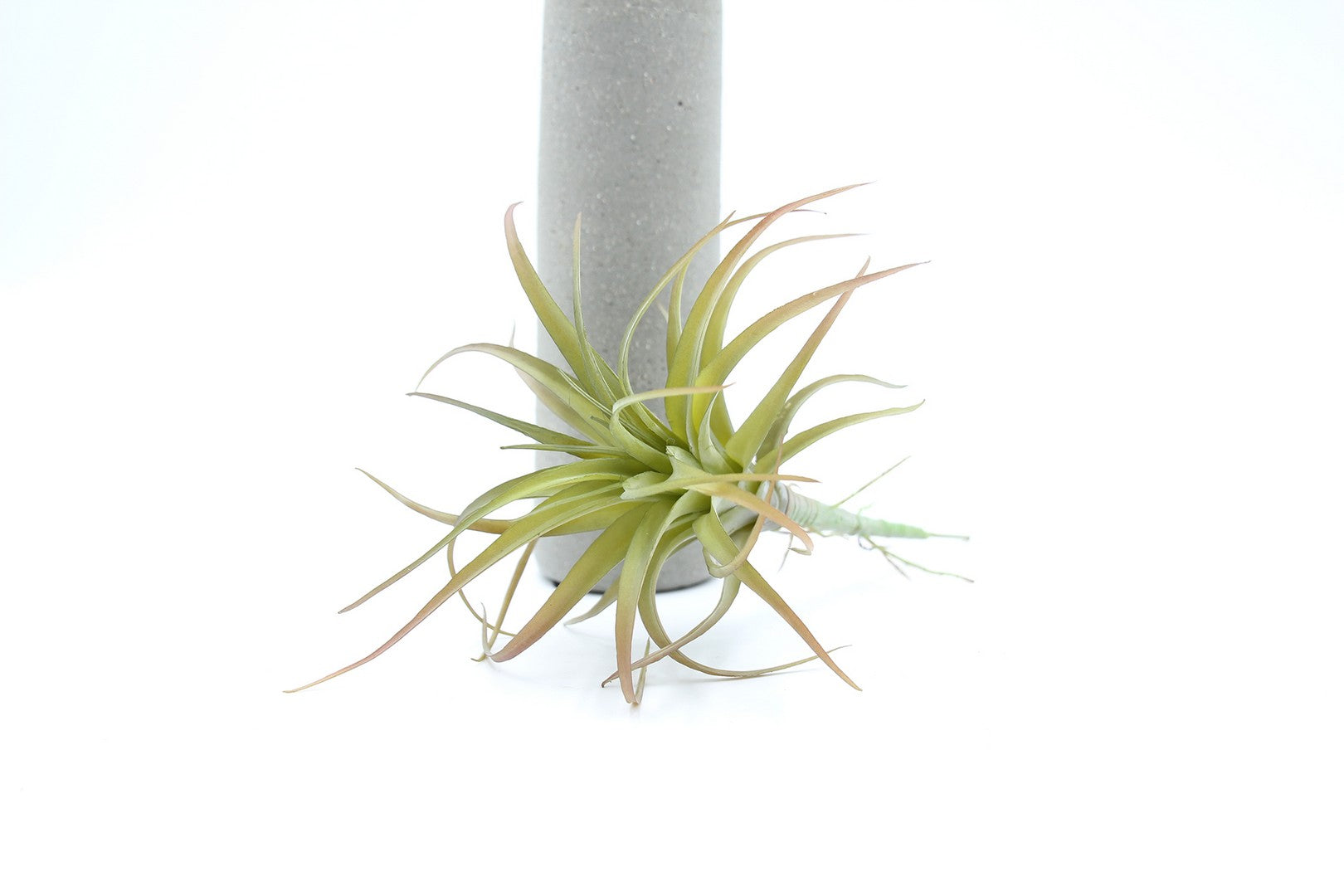 Cespuglio pianta Tillandsia: piante artificiali di qualità - 230986,48