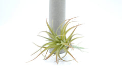 Cespuglio pianta Tillandsia: piante artificiali di qualità - 230986,48