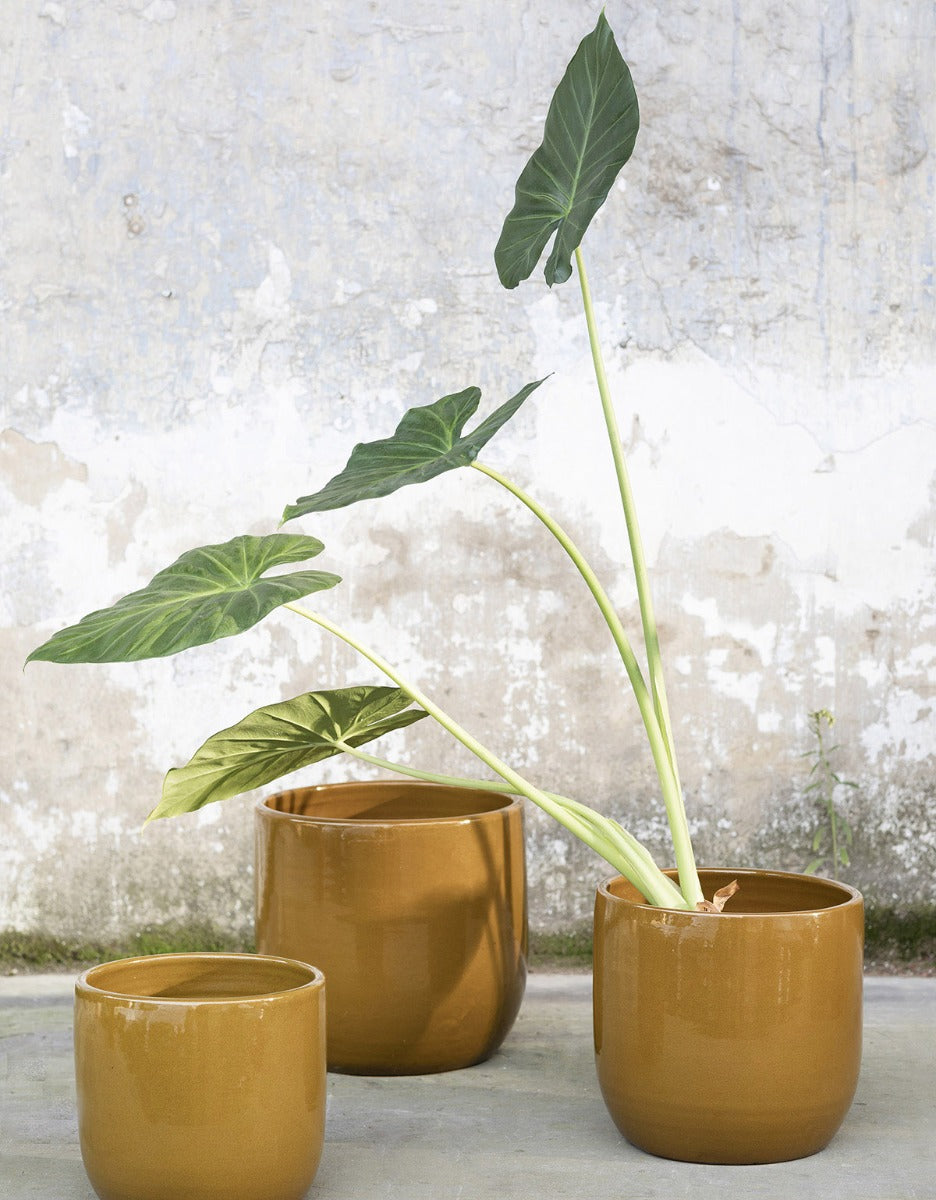 Vaso Mustard D29 H27 - B7120006