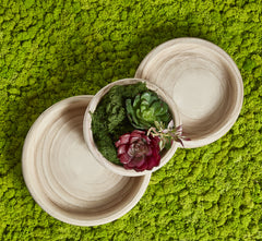 Pianta artificiale di Aeonium con fiore : Piante succulente artificali - 231610,70