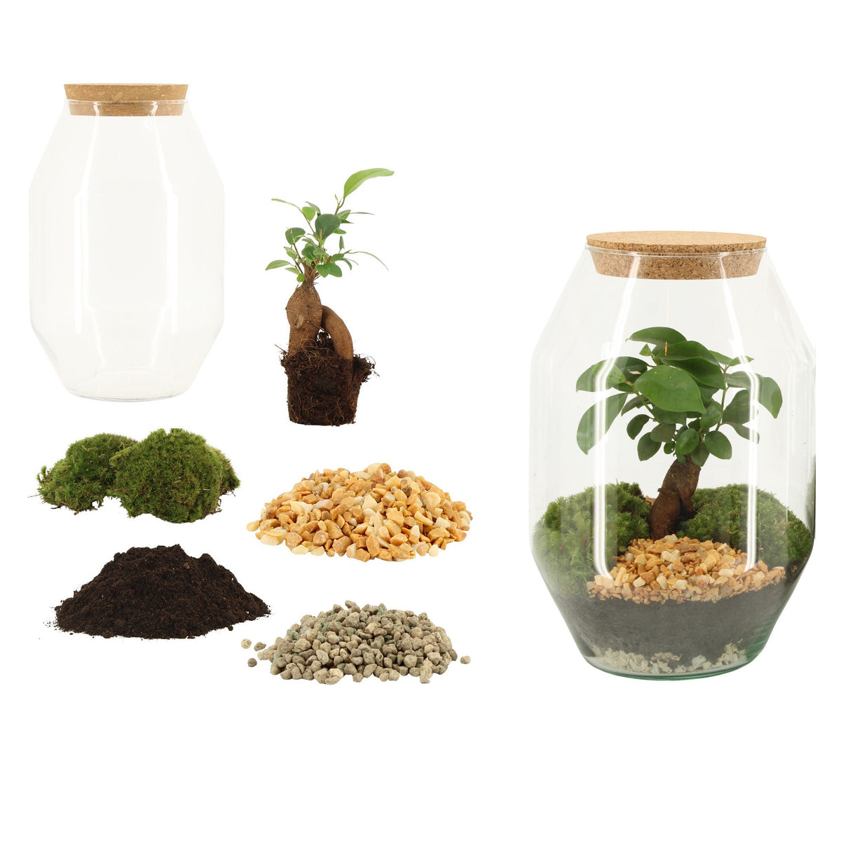 Kit Terrarium Fai da Te Ginseng H25 – Crea il tuo Ecosistema in Vetro