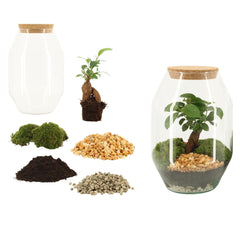 Kit Terrarium Fai da Te Ginseng H25 – Crea il tuo Ecosistema in Vetro