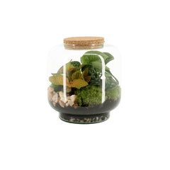 Kit Terrarium Fai da Te Mix Piante Tropicali – Vaso Tondo in Vetro H17 con Tappo in Sughero
