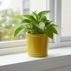 Vaso Glaze Cilindro H18 D18 Giallo EDG | Cachepot in Ceramica Smaltata