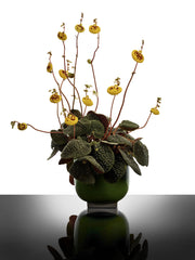 Vaso Design Rosamar 01 Verde/Grigio Kris Van Assche Serax - Gres e Cemento