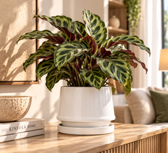 Vaso Trapezio M EDG Enzo De Gasperi in ceramica bianca H 16,5 × Ø 20,5 cm con pianta di Calathea ambientato in soggiorno